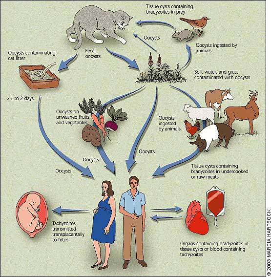 Toxoplasmosis life cycle